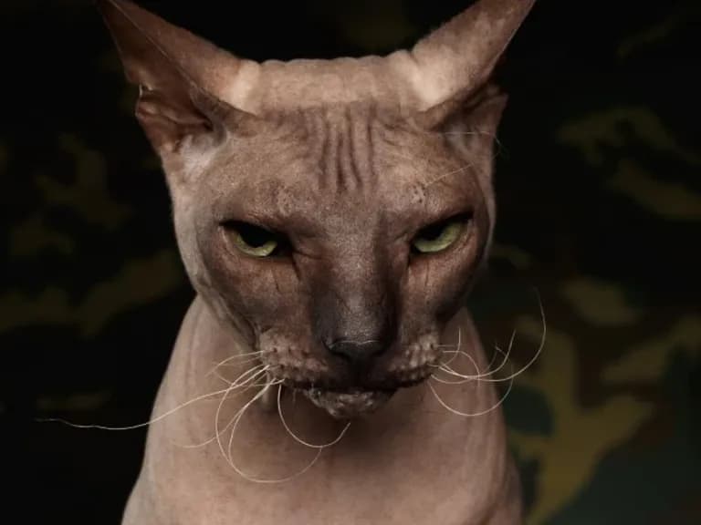Tablou pe sticlă SPHYNX 80X120cm