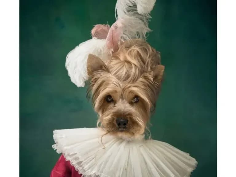 Tablou pe sticlă CHARMING DOG 120X80cm