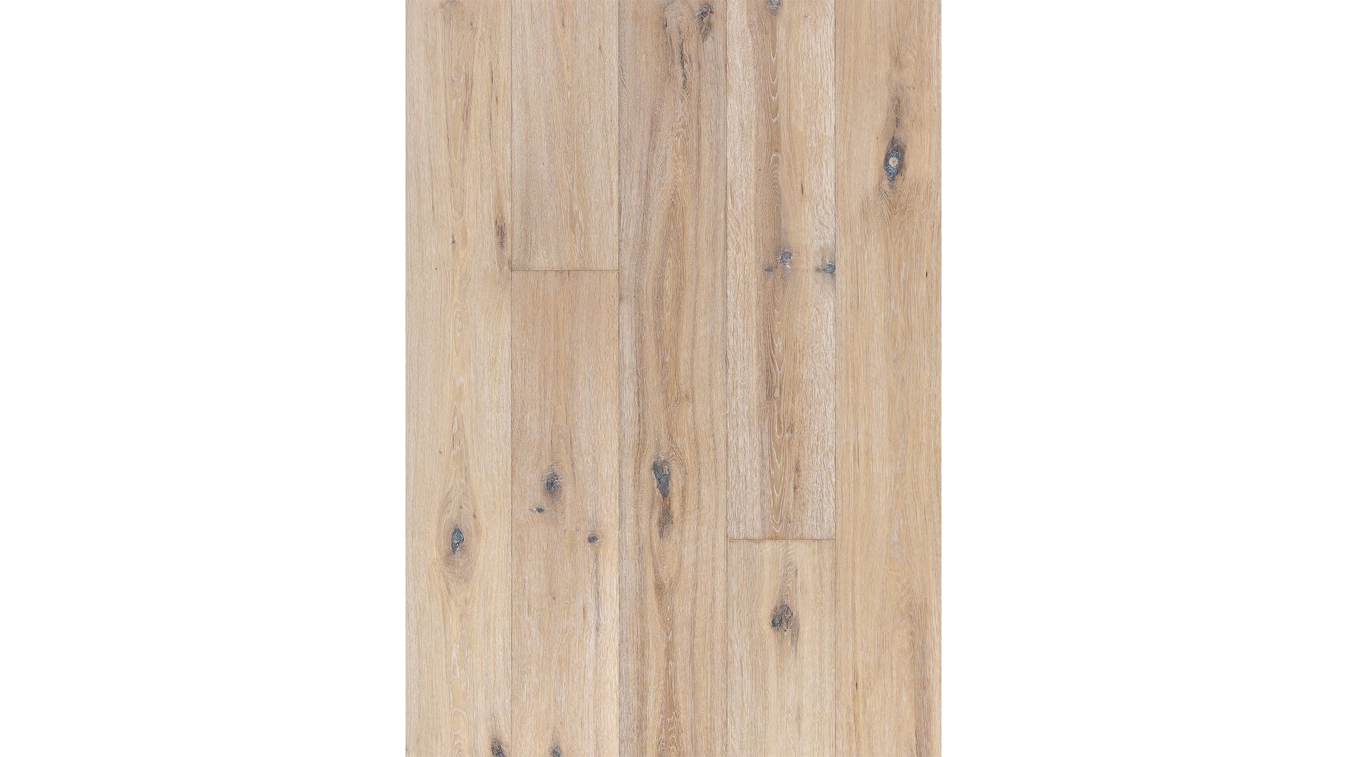 Oak Oyster